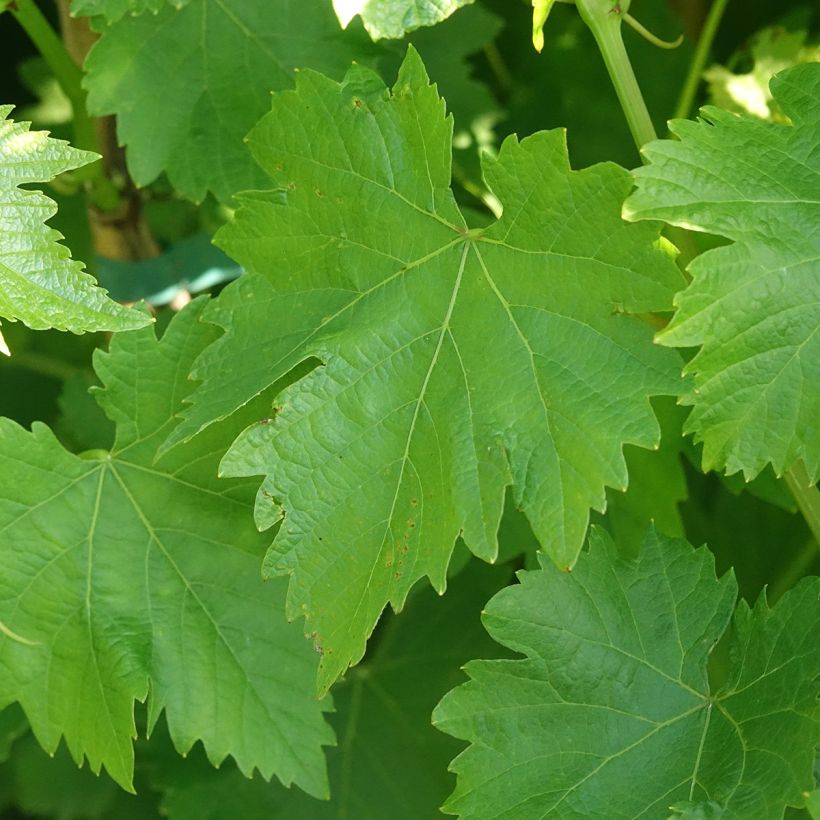 Vigne de table Luglienga - Vitis vinifera (Feuillage)