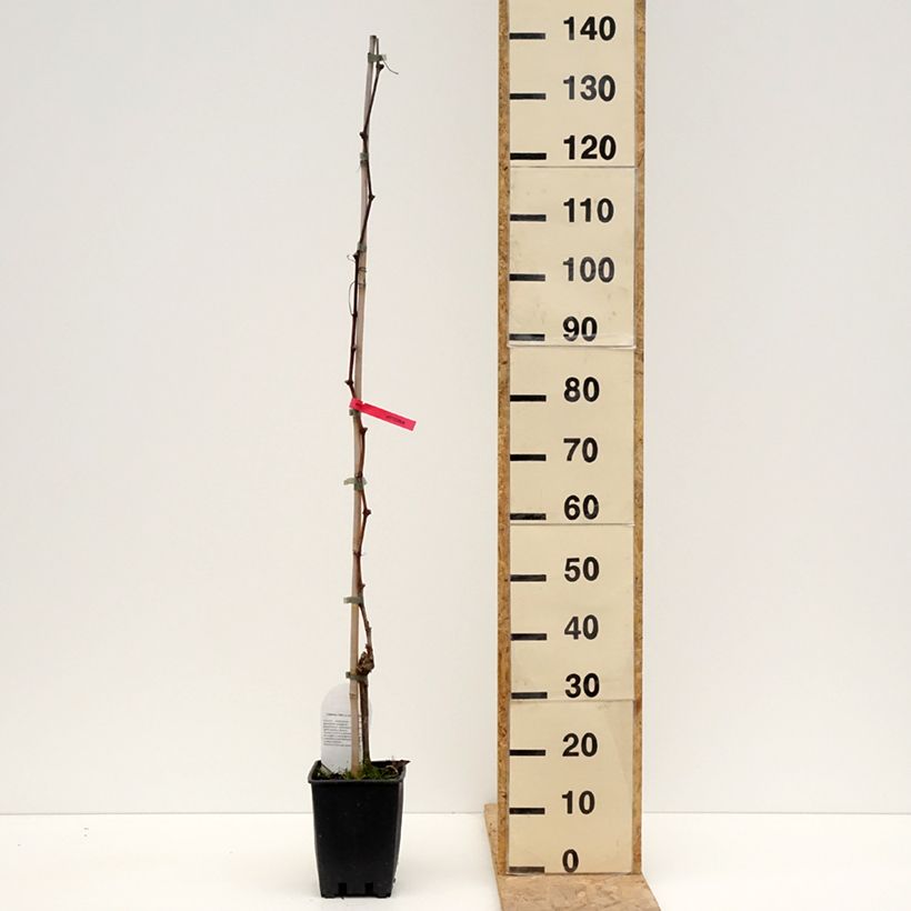 Spécimen de Vigne de table Luglienga - Vitis vinifera Pot de 1,5L/2L tel que livré au printemps