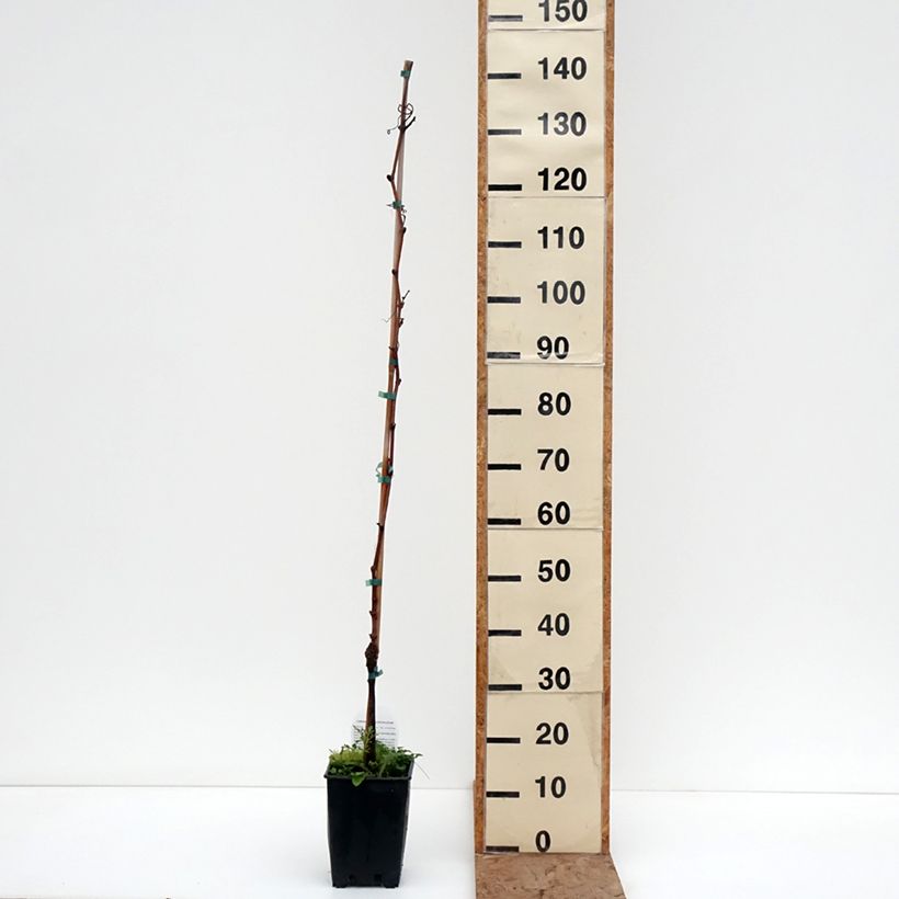 Spécimen de Vigne de table Moscato d'Adda - Vitis vinifera Pot de 1,5L/2L tel que livré en hiver