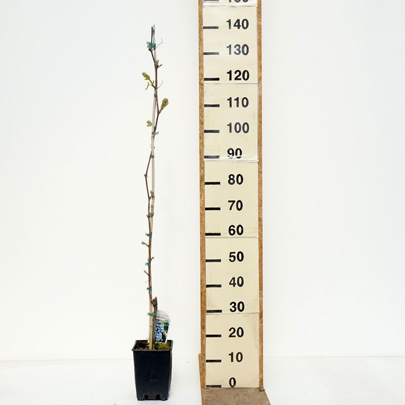 Spécimen de Vigne de table Moscato d'Adda - Vitis vinifera Pot de 1,5L/2L tel que livré au printemps