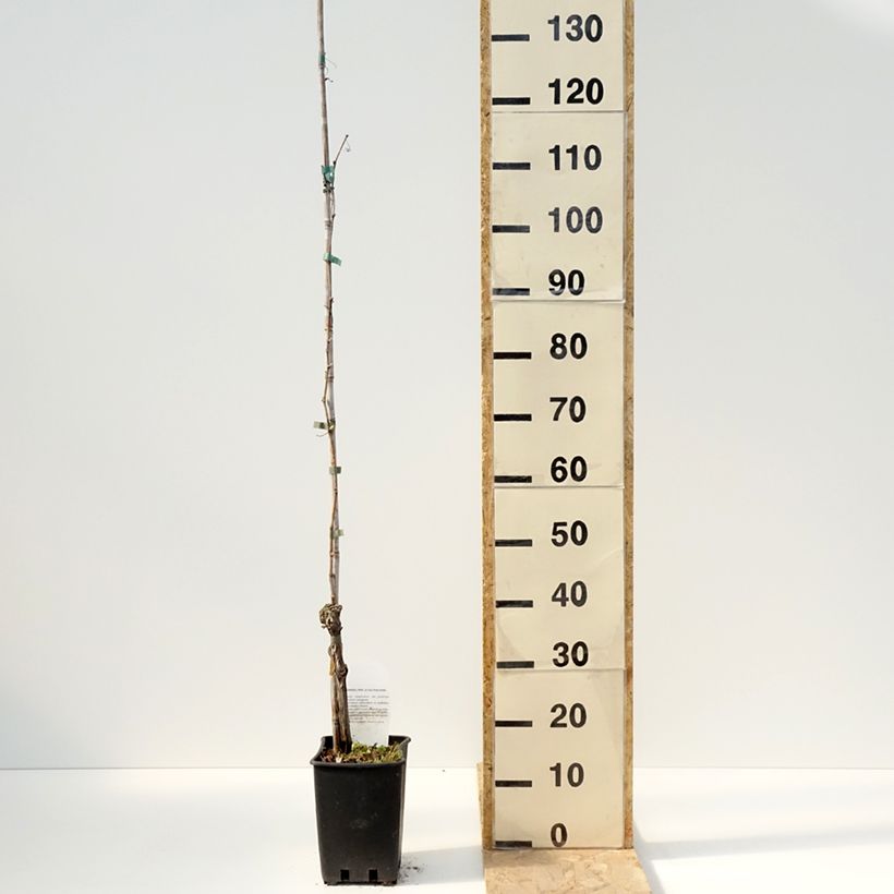 Spécimen de Vigne de table Moscato Giallo - Vitis vinifera Pot de 1,5L/2L tel que livré au printemps