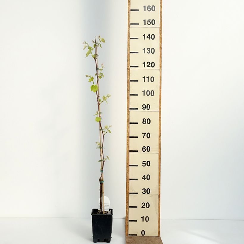 Spécimen de Vigne de table Opalina - Vitis hybrida Pot de 1,5L/2L tel que livré au printemps