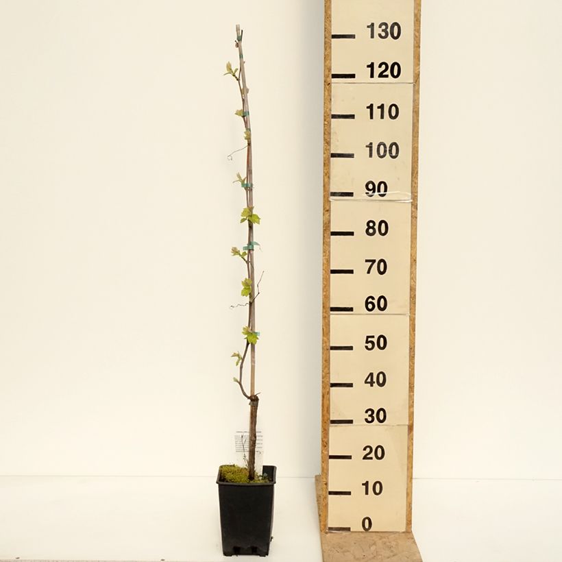 Spécimen de Vigne de table Opalina - Vitis hybrida Pot de 3L/4L tel que livré au printemps