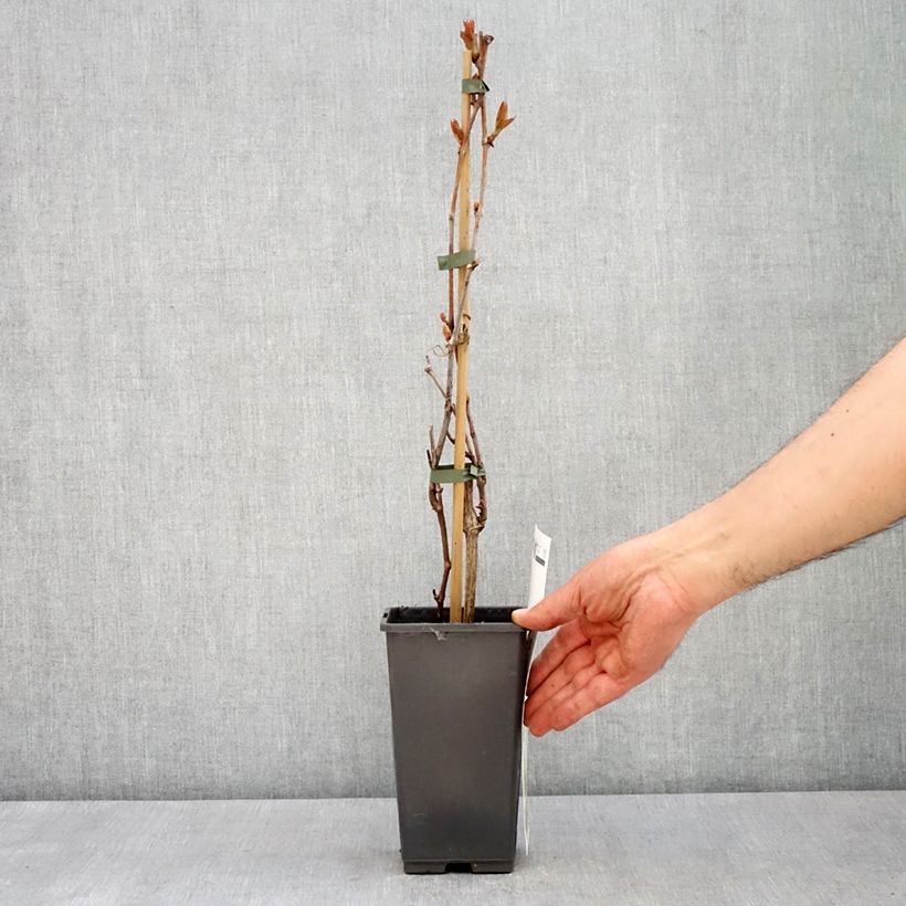 Spécimen de Vigne de table Picurka - Vitis vinifera Pot de 1,5L/2L, Touffe tel que livré au printemps