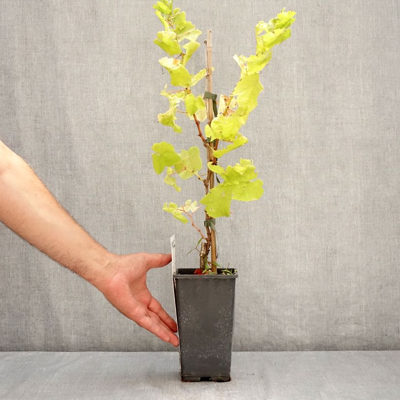 Spécimen de Vigne de table Picurka - Vitis vinifera Pot de 1,5L/2L, Touffe tel que livré en été