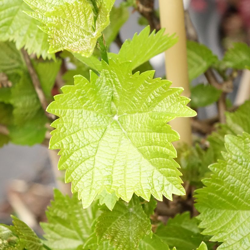 Vigne de table Picurka - Vitis vinifera (Feuillage)