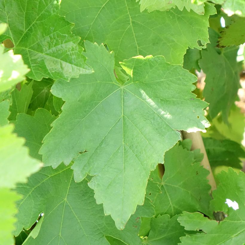 Vigne de table Pizzutello Bianco, Cornichon blanc - Vitis vinifera (Feuillage)