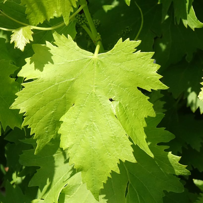 Vigne de table Regina Nera - Vitis vinifera (Feuillage)