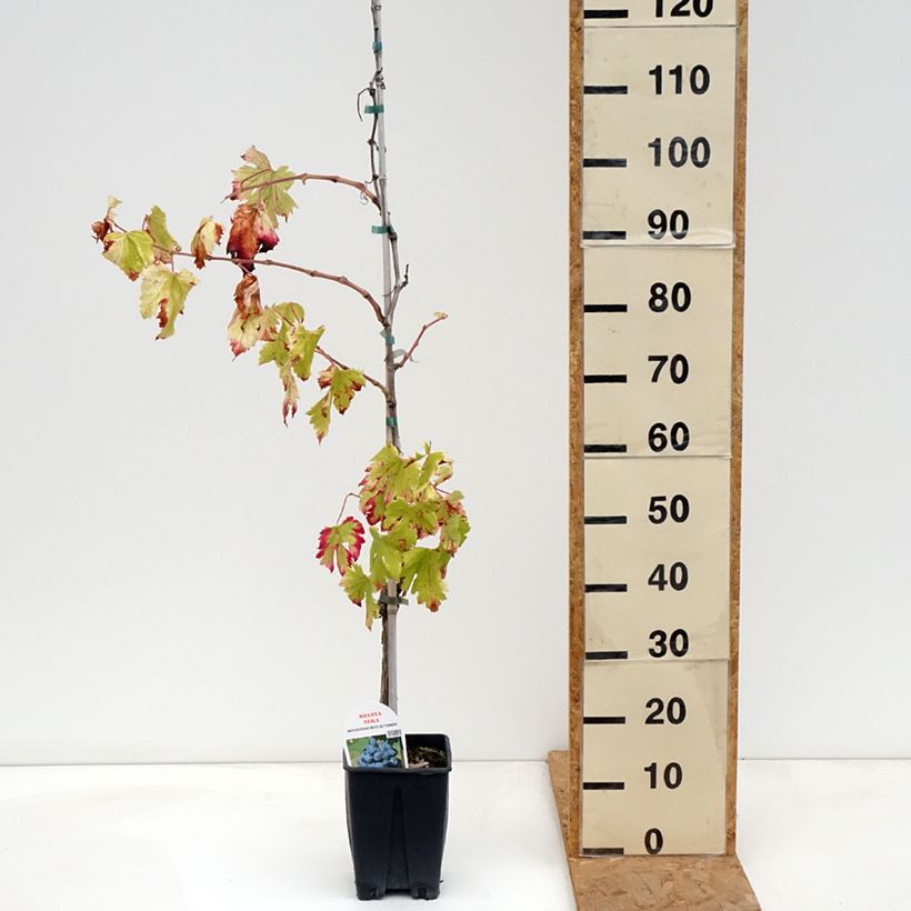 Spécimen de Vigne de table Regina Nera - Vitis vinifera Pot de 1,5L/2L tel que livré en automne