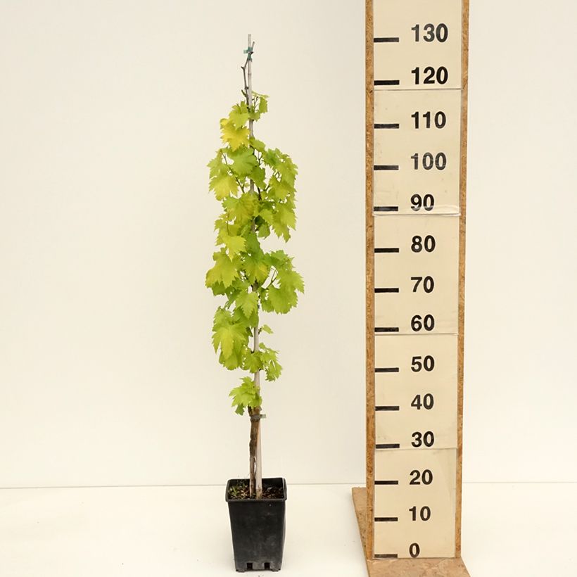 Spécimen de Vigne de table Regina Nera - Vitis vinifera Pot de 1,5L/2L tel que livré au printemps