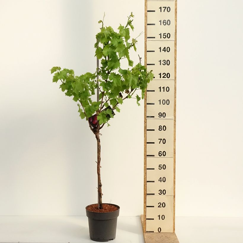 Spécimen de Vigne de table Rhea - Vitis vinifera Pot de 7,5L/10L, Tige, Tige de 70 cm tel que livré au printemps