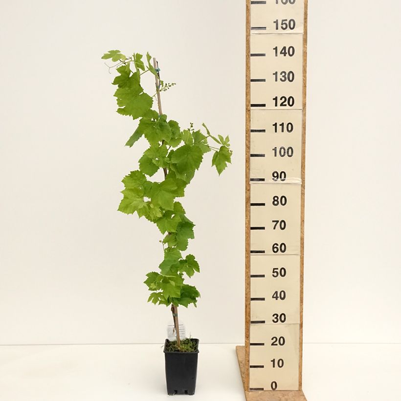 Spécimen de Vigne de table Topazia - Vitis hybrida Pot de 3L/4L tel que livré au printemps