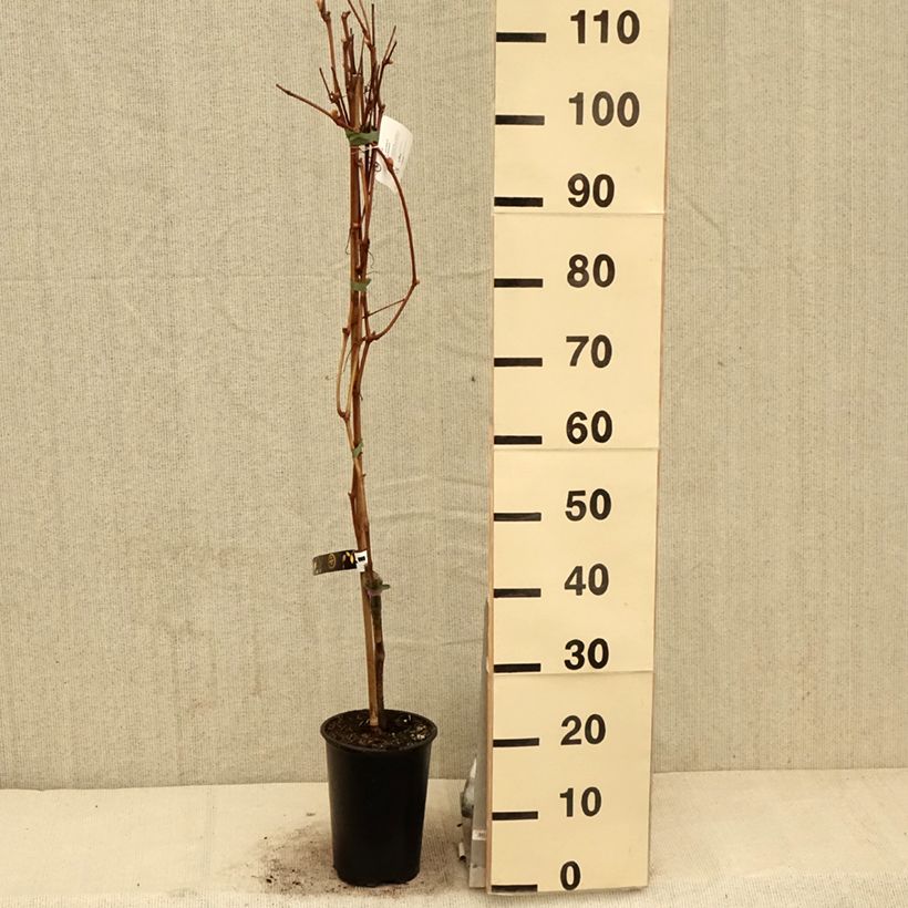 Spécimen de Vigne de table Vanessa - Vitis vinifera Pot de 2L/3L tel que livré au printemps