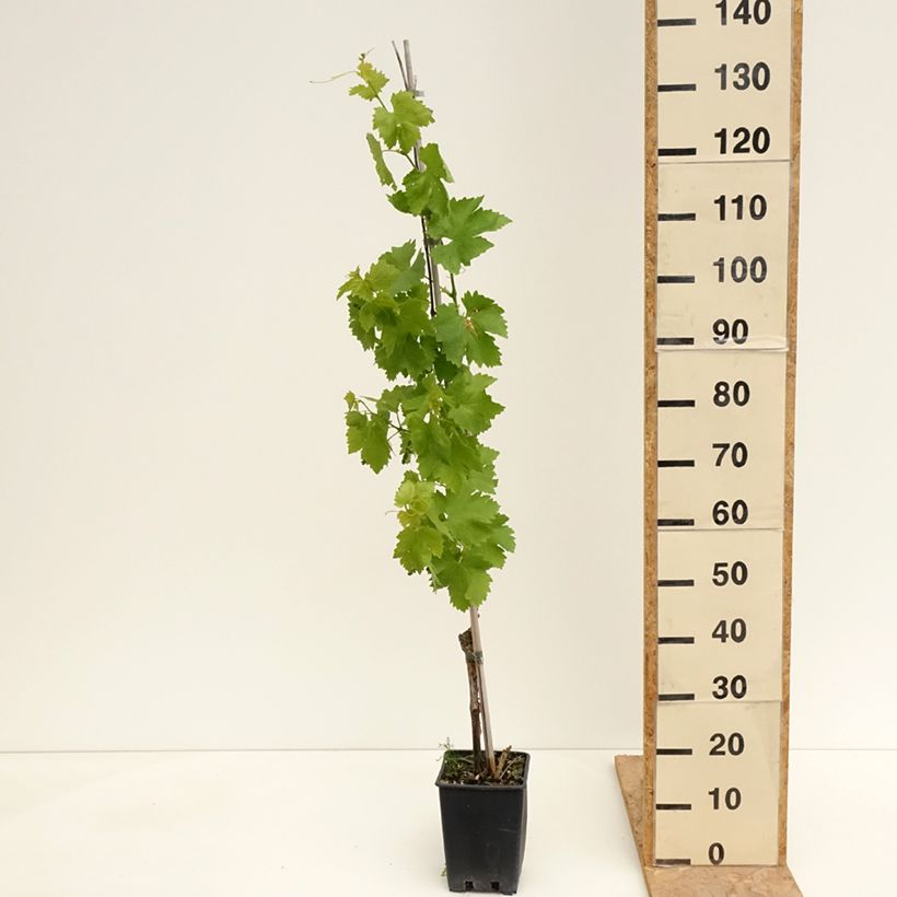 Spécimen de Vigne de table Vittoria, Victoria - Vitis vinifera Pot de 1,5L/2L tel que livré au printemps