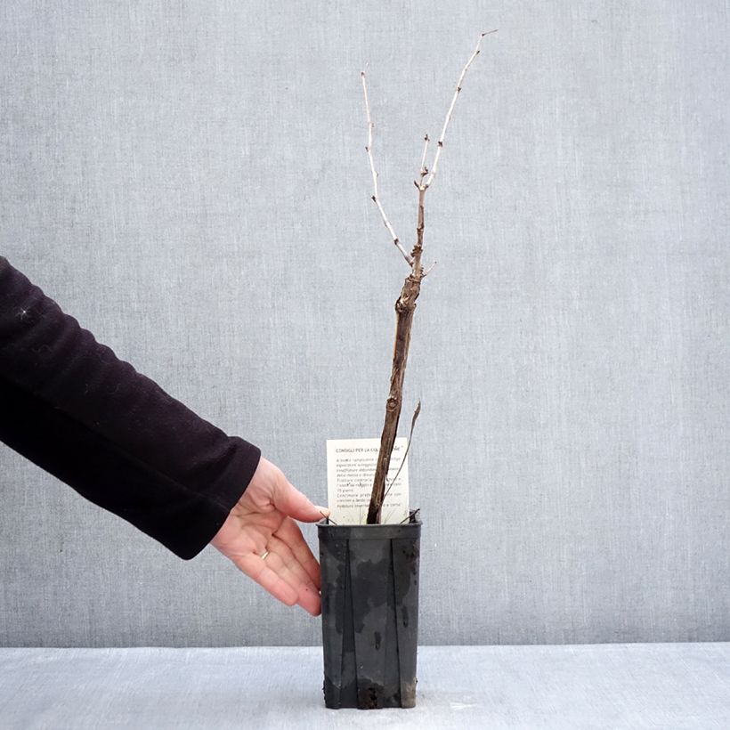 Spécimen de Vigne Dolcetto - Vitis vinifera Pot de 1,5L/2L tel que livré en hiver