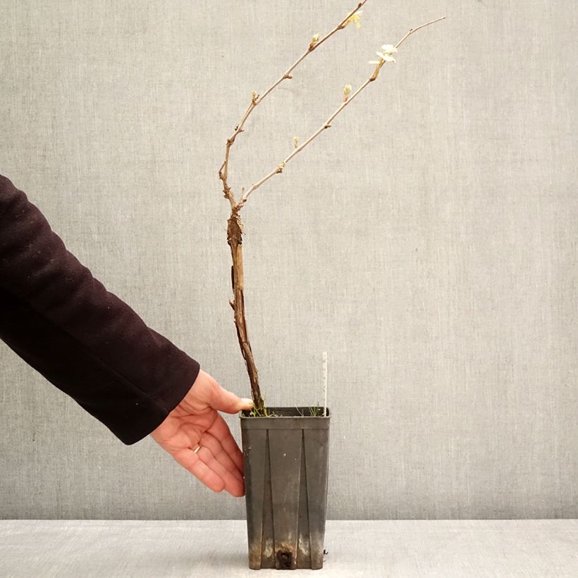 Spécimen de Vigne Dolcetto - Vitis vinifera Pot de 1,5L/2L tel que livré au printemps