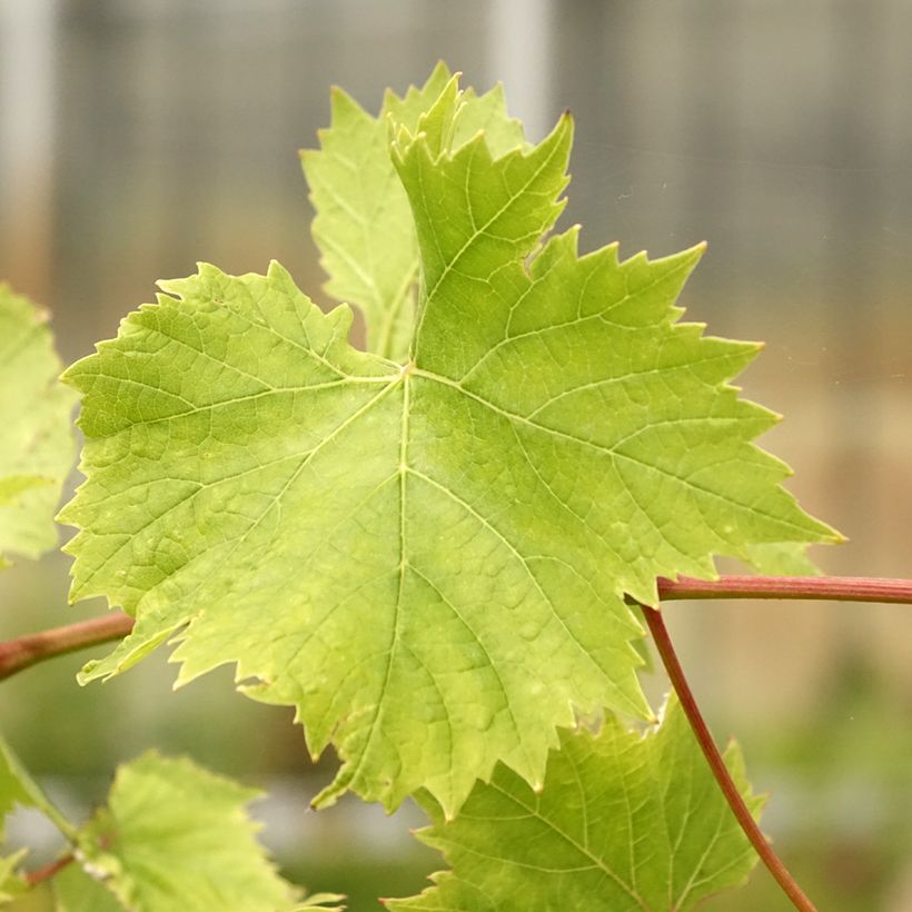 Vigne Evita (Foliage)