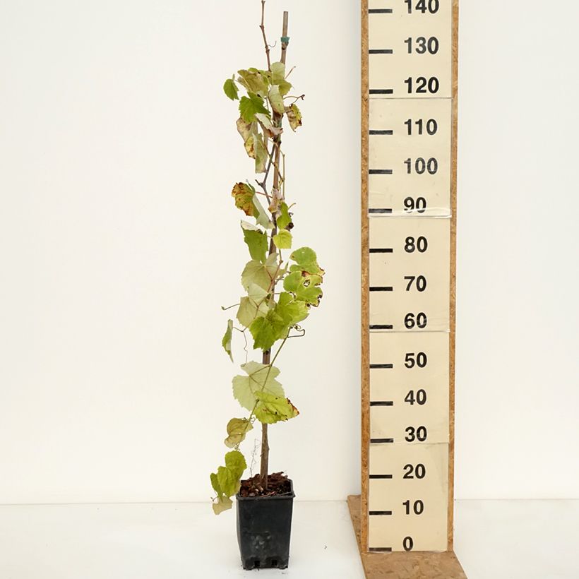 Spécimen de Vigne Fragola Nera Précoce - Raisin fraise Pot de 1,5L/2L tel que livré en automne