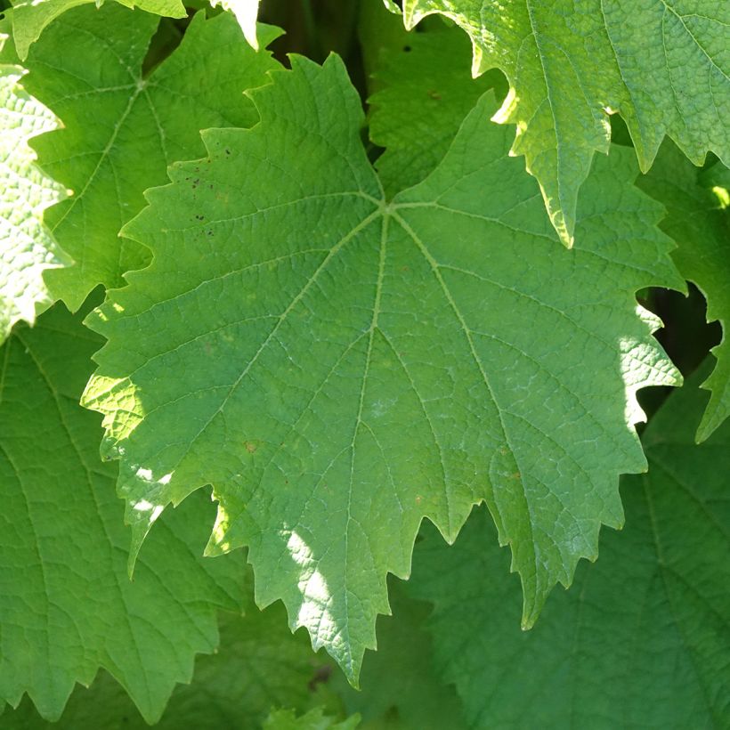 Vigne Galante (Feuillage)