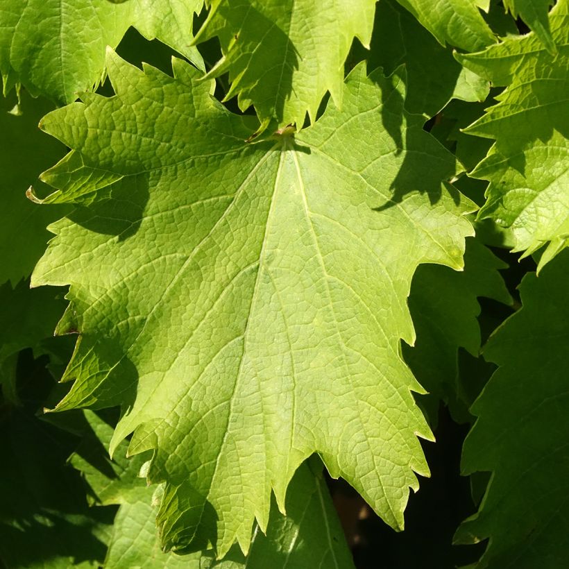 Vigne Garant - Vigne de table dorée (Feuillage)