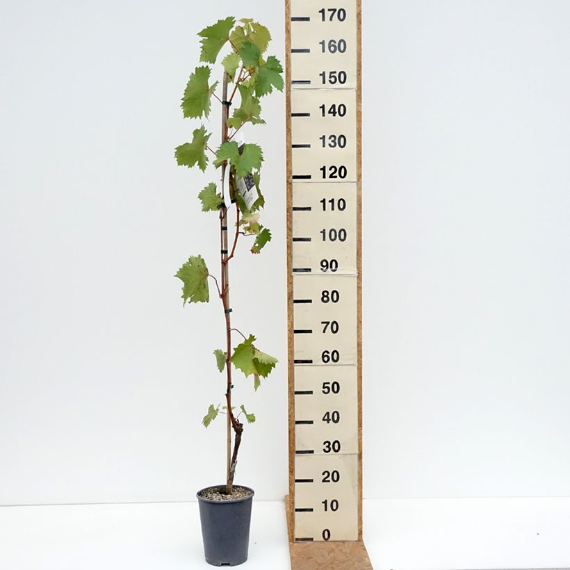 Spécimen de Vigne Katharina Pot de 4L/5L tel que livré en automne