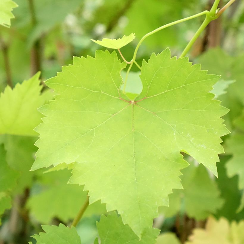 Vigne Madeleine Royale (Madeleine Impériale) (Feuillage)