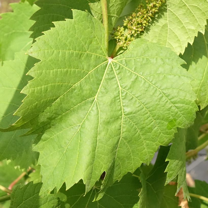Vigne Marechal Foch - Vitis x vinifera (Feuillage)
