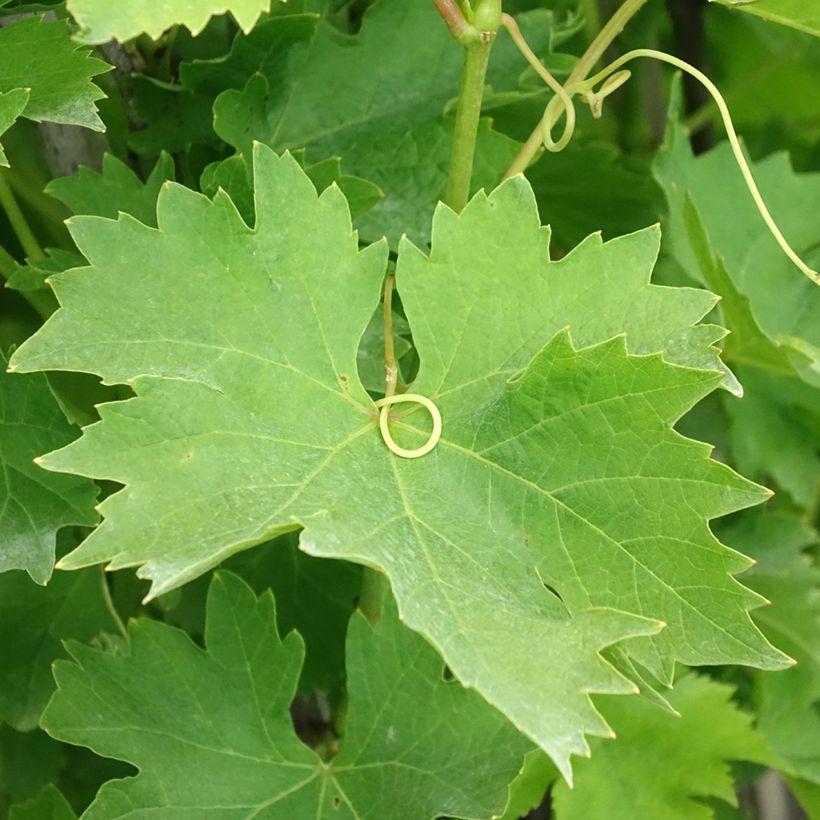Vigne Matilde (Foliage)