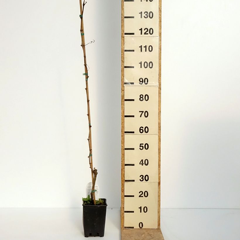 Spécimen de Vigne Moscato Terracina - Vitis vinifera Pot de 1,5L/2L tel que livré au printemps