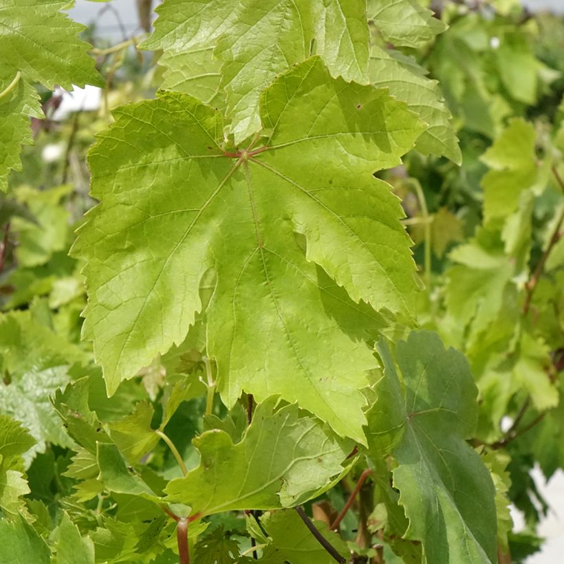 Vigne Muscat de Hambourg (Feuillage)