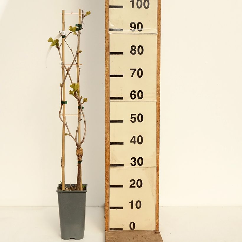 Spécimen de Vigne Muscat Rouge De Madere Pot de 2L/3L tel que livré au printemps