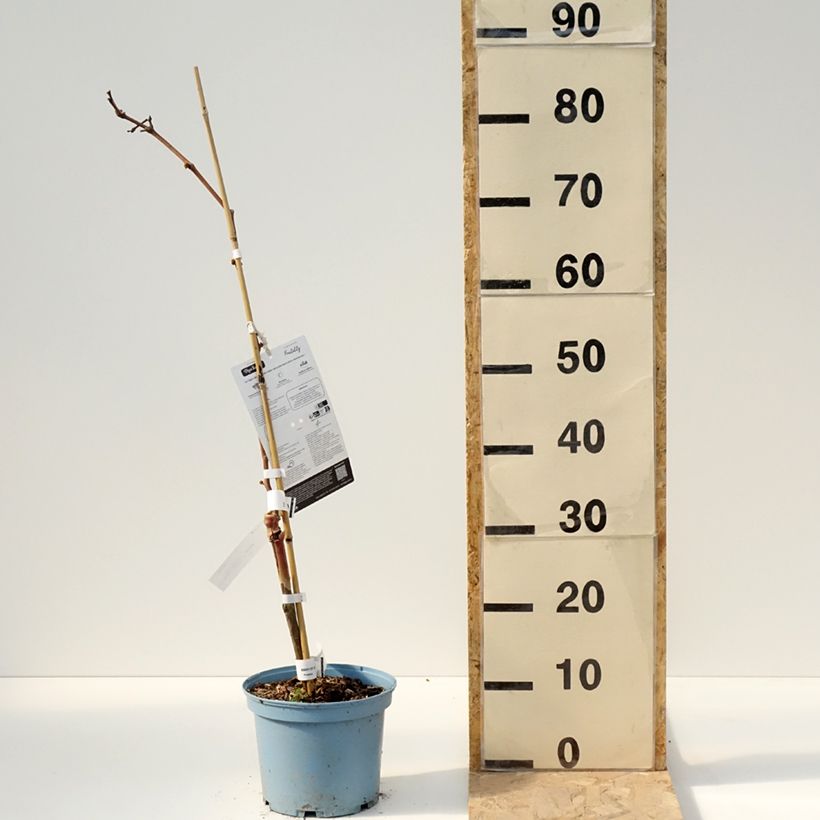 Spécimen de Vigne Nathy-Sauvignac Vign'Happy Fruitality Pot de 3L/4L tel que livré au printemps