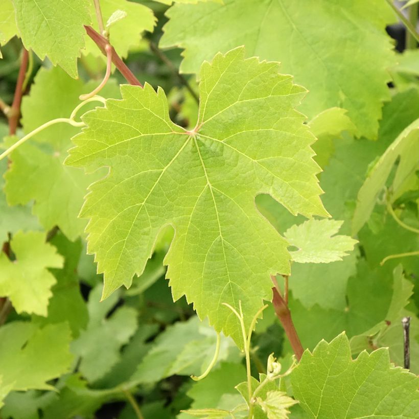 Vigne Nebbiolo - Vitis vinifera (Feuillage)