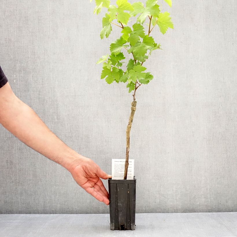 Spécimen de Vigne Nebbiolo - Vitis vinifera Pot de 1,5L/2L tel que livré au printemps