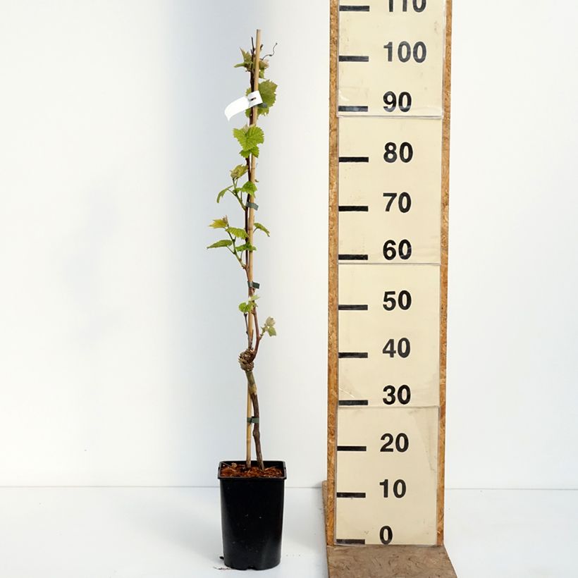 Spécimen de Vigne New York Muscat - Vitis vinifera  Pot de 2L/3L tel que livré au printemps