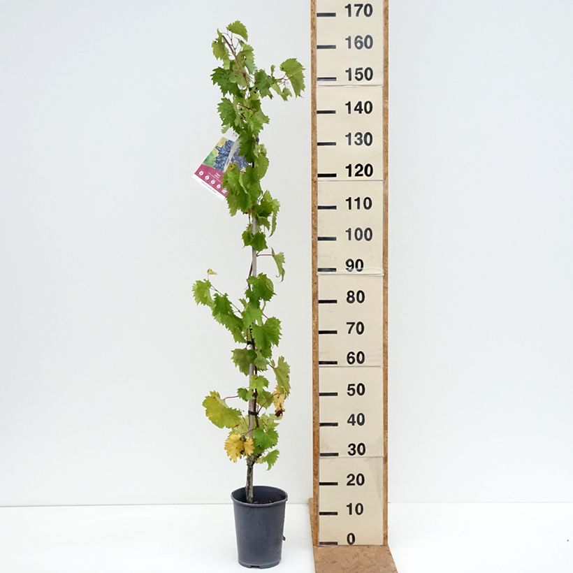 Spécimen de Vigne Philipp Pot de 4L/5L tel que livré en automne