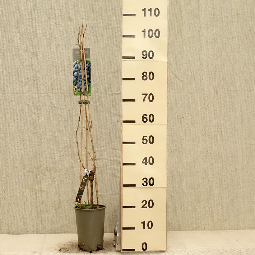 Spécimen de Vigne Regent - Vitis vinifera Pot de 2L/3L tel que livré au printemps