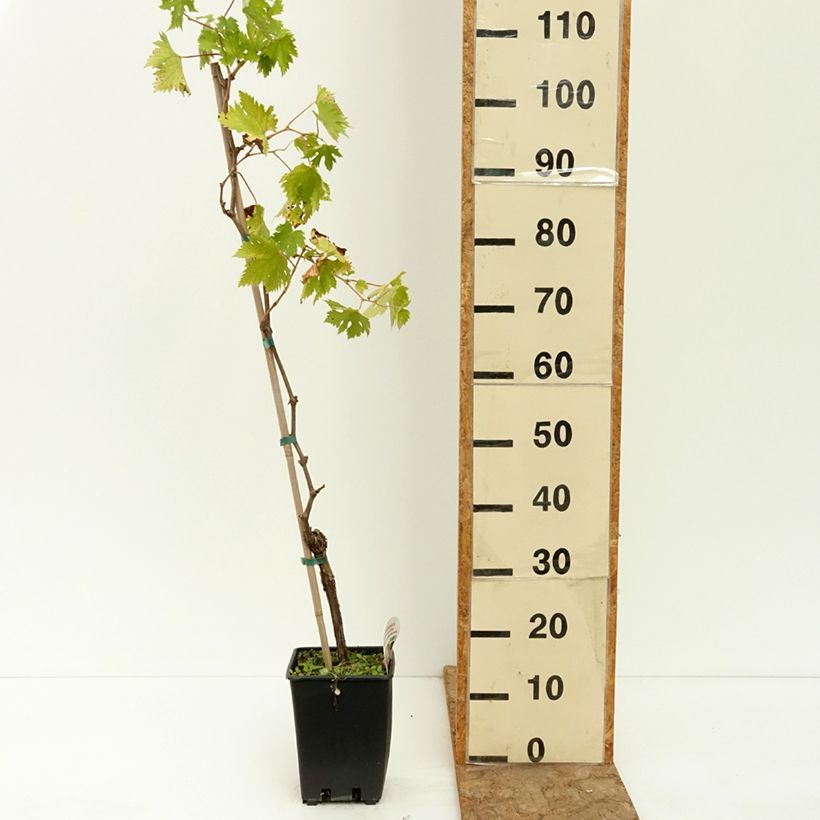 Spécimen de Vigne sans pépin Apirena Ametista Pot de 1,5L/2L tel que livré en été