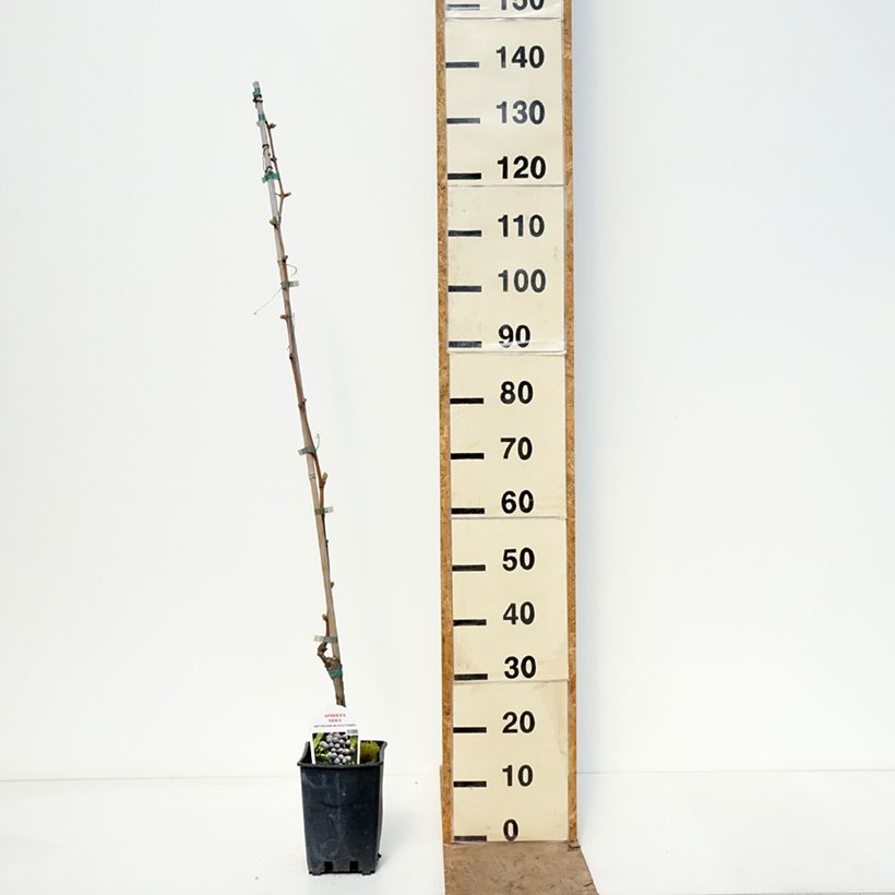 Spécimen de Vigne sans pépin Apirena Nera Pot de 1,5L/2L tel que livré au printemps