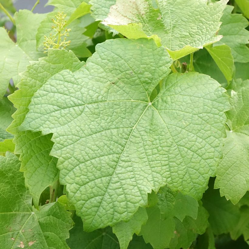 Vigne Solaris - Vitis vinifera (Feuillage)