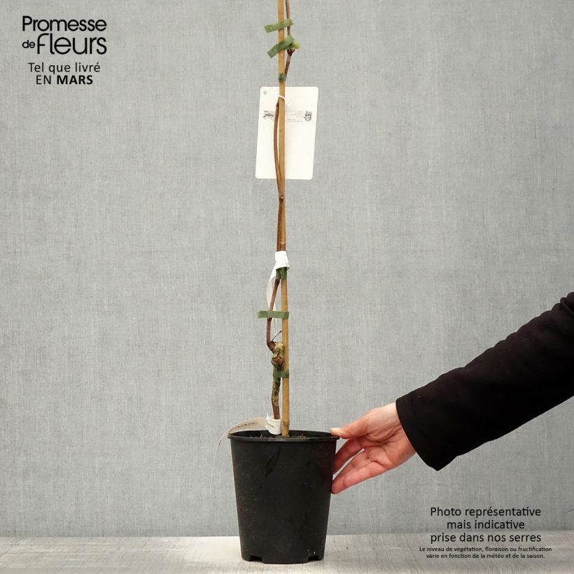 Spécimen de Vigne Venus Pot de 1,5L/2L tel que livré au printemps