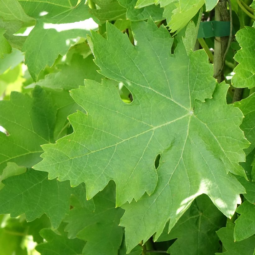 Vigne Verdea blanche - Vitis vinifera (Feuillage)