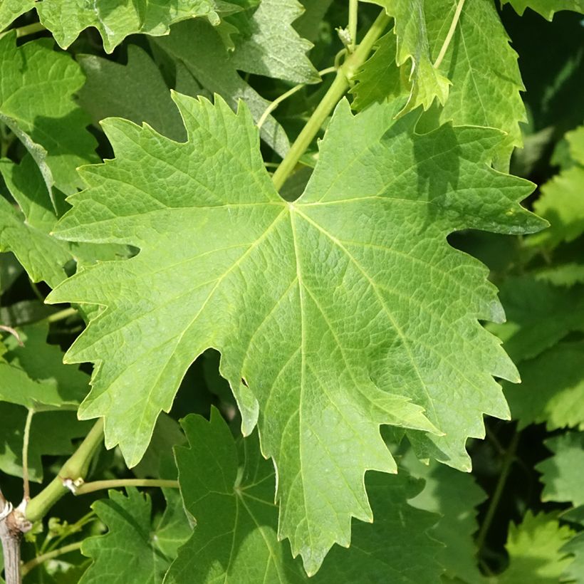 Vigne Vermentino bianco - Vitis vinifera (Feuillage)