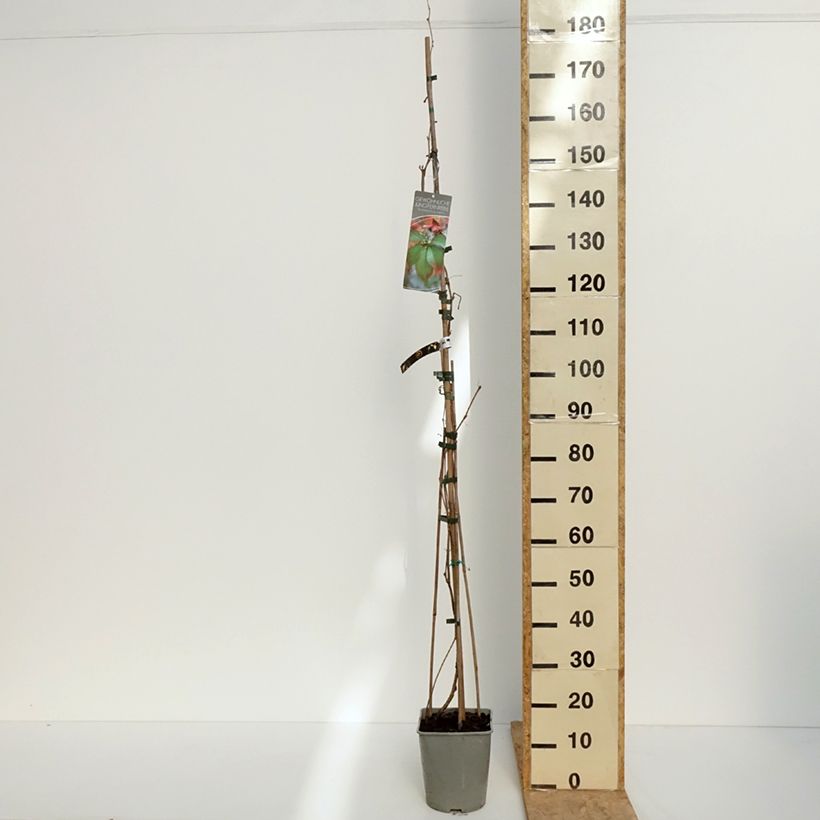 Spécimen de Vigne vierge commune - Parthenocissus viteacea (inserta) Pot de 4L/5L tel que livré au printemps