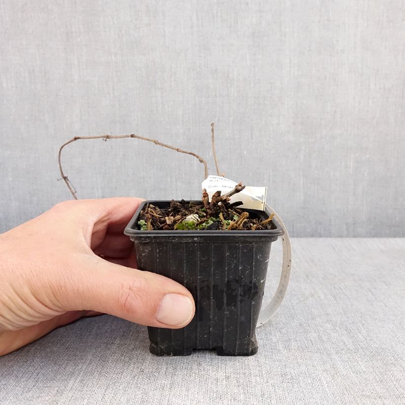 Spécimen de Vigne vierge de Henry - Parthenocissus henryana Godet de 8/9 cm tel que livré au printemps