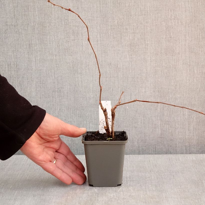 Spécimen de Vigne vierge - Parthenocissus quinquefolia Engelmannii Godet de 8/9 cm tel que livré au printemps