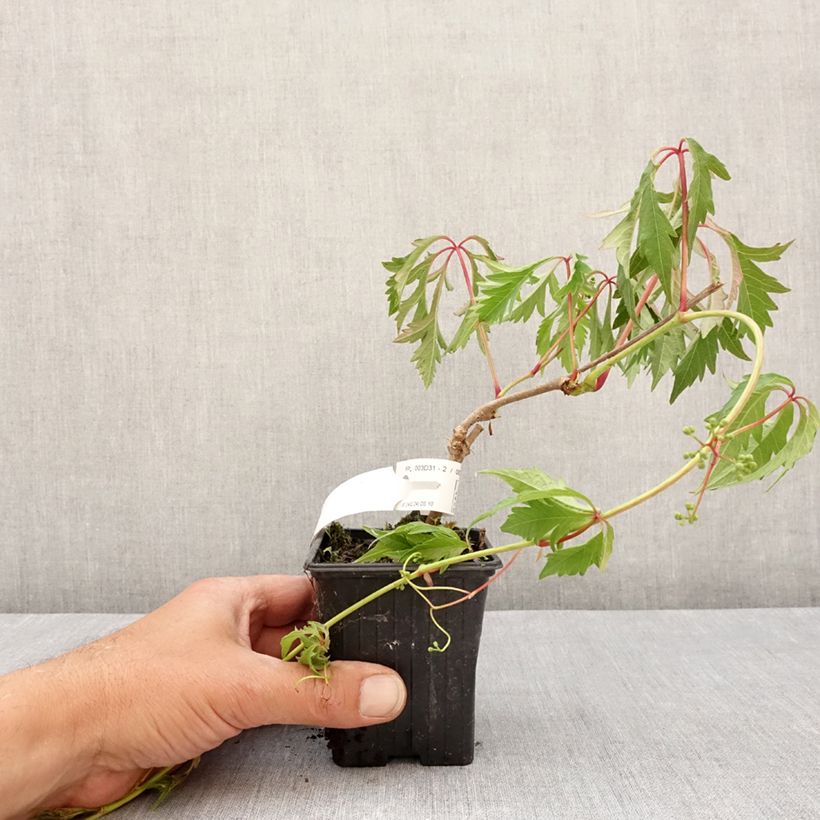 Spécimen de Vigne vierge - Parthenocissus quinquefolia Kirigami Godet de 8/9 cm tel que livré au printemps