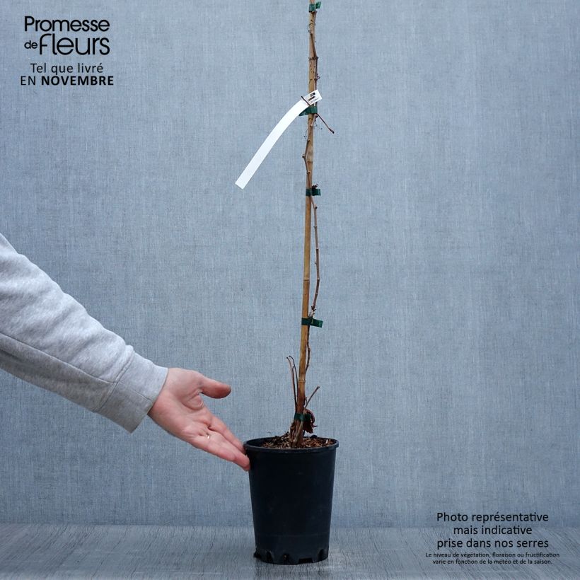 Spécimen de Vigne vierge - Parthenocissus quinquefolia Murorum Pot de 3L/4L tel que livré en automne