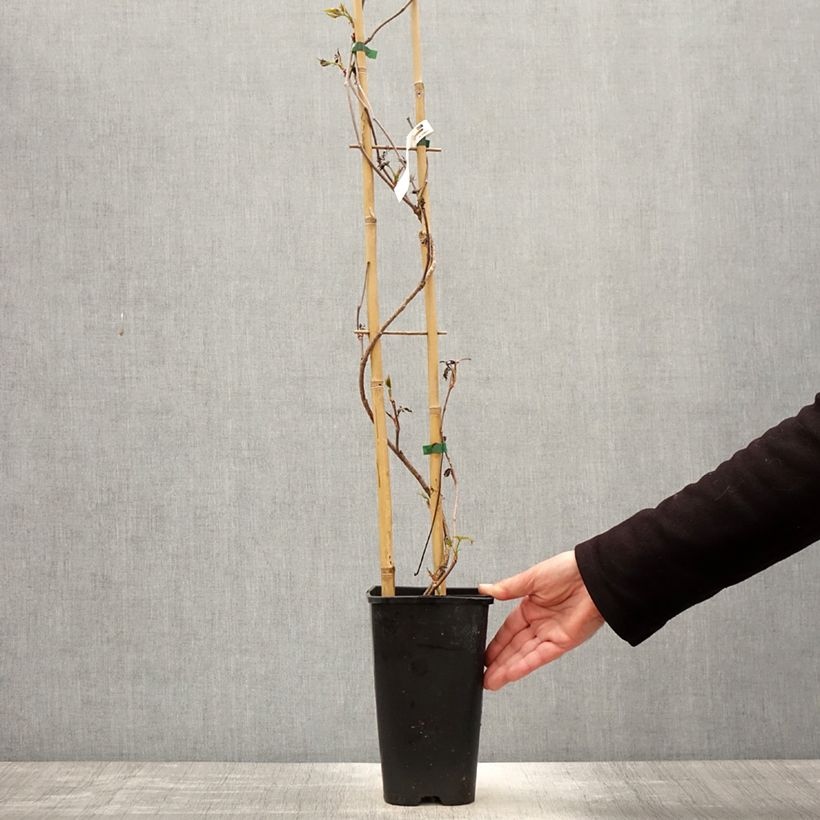 Spécimen de Vigne vierge - Parthenocissus quinquefolia Murorum Pot de 3L/4L tel que livré au printemps