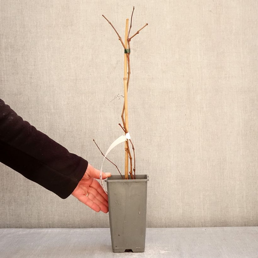 Spécimen de Vigne vierge - Parthenocissus quinquefolia Yellow Wall Pot de 1,5L/2L tel que livré en hiver